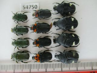 54750 Cetoniidae Sp.  Vietnam C