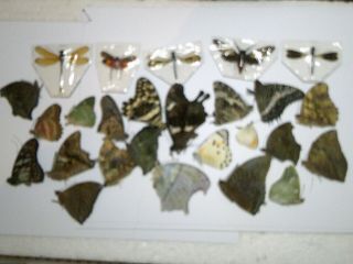 Real Insect/butterfly/moth/cicada/dragonfly Set/non Set B5599 Mixed World X 26