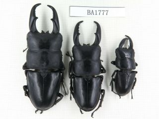 Beetle.  Dorcus Titanus Ssp.  China,  Guizhou,  Mt.  Miaoling.  3m.  Ba1777.