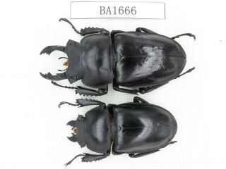 Beetle.  Neolucanus Sp.  China,  Guizhou,  Mt.  Leigongshan.  1p.  Ba1666.