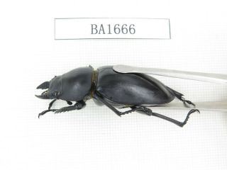 Beetle.  Neolucanus sp.  China,  Guizhou,  Mt.  Leigongshan.  1P.  BA1666. 3