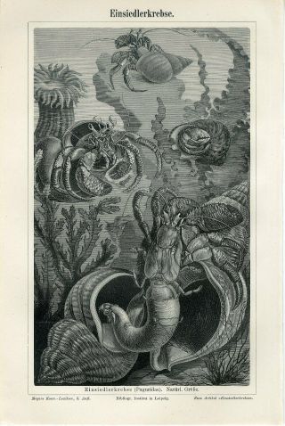 1895 Hermit Crab Shell Sea Anemone Antique Engraving Print