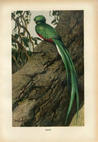 1890 A.  Brehm Quetzal Exotic Bird Antique Chromolithograph Print