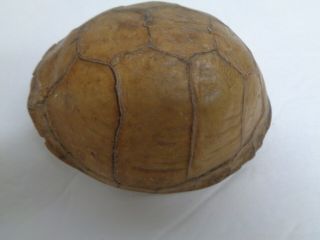 Box Turtle Shell - Taxidermy