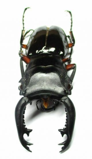 003 Pa : Lucanidae: Odontolabis Imperialis Komorii Male 65.  5mm