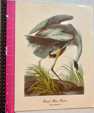 Vintage Fine Art Work Print Of Great Blue Heron (ardea Herodias)