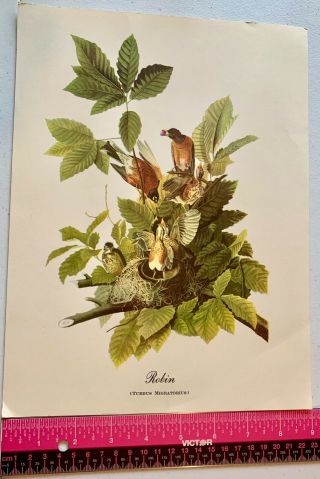Vintage Fine Art Work Print of Robin (Turdus Migratorius) Bird Watchers 2