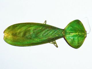 Very Rare Mantidae Choeradodis Rhombifolia Male Costa Rica