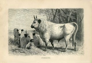 1887 A.  Brehm White Park Cattle Bull Cow English Breed Antique Engraving Print