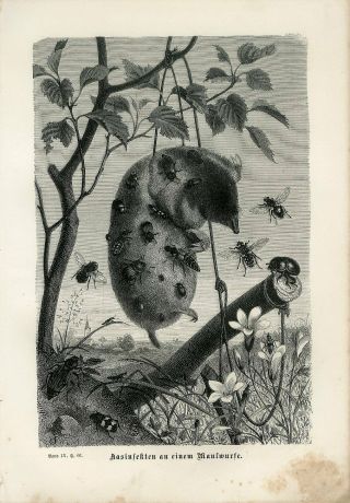 1876 A.  Brehm Scavenging Insects Mole Fly Antique Engraving Print
