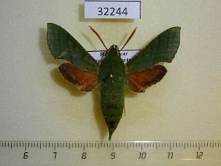 Sphingidae Basiothia Medea Madagascar