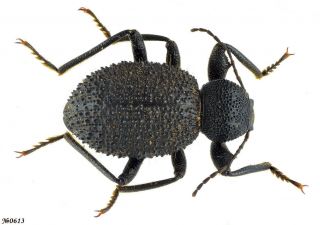 Coleoptera Tenebrionidae Gen.  Sp.  South Africa 13mm