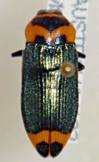 Rare Castiarina Pertyi Australia 021 Jewel Beetle Insect Buprestid Calodema