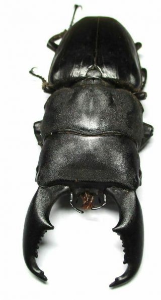 001 Nl : Lucanidae: Dorcus Titanus Imperialis Male 89mm