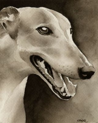 Greyhound Note Cards By Watercolor Artist Dj Rogers