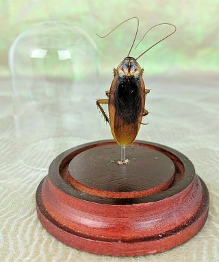 S8b Entomology Taxidermy Wood Roach Glass Dome Display Collectible Specimen