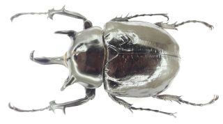 Coleoptera/dynastidae/dynastinae Megasoma Mars 101 Mm From - Peru