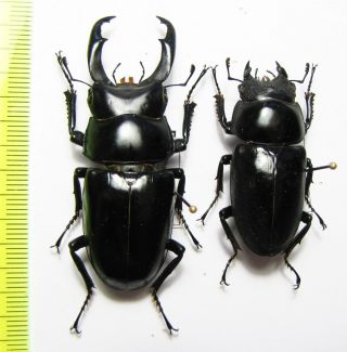 Lucanidae,  Dorcus Nepalensis,  Pair,  Nepal 56 Mm
