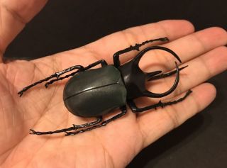 Rare F - Toys Chalcosoma Atlas Stag Beetle Realstic Insect Bug Figure