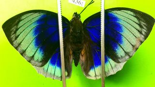 Nymphalidae Agrias Beatifica Lachaumei Male Rare Peru 436