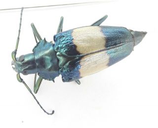 Coleoptera/cerambydae/prioninae Charmallaspis Pulcherrhimu Sp 33 From Peru