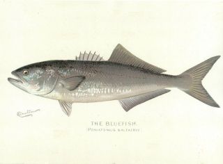 S F Denton 1901 Bluefish 13x19 Print Sporting Art Fishing Fish King