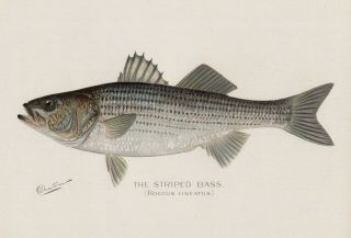 S F Denton 1901 Striped Bass 13x19 Print Sporting Art Fishing Fish King