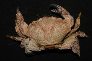 Crab Taxidermy Demania Cultripes 48 X 107mm Sun Dried & Preserved Using Formalin