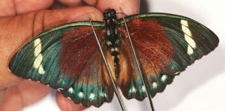 Nymphalidae Euphaedra Rattrayi ? Pair (male Brown / Green Colour) From Uganda