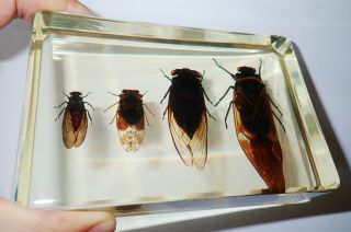 4 Cicada Set Grass & Golden & Red & Black Cicada Specimen In Amber Clear Block