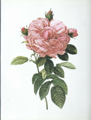 Pierre Joseph Redoute - " Gigantic French Rose " - Botanical - Flower Art Print