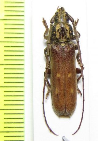 Cerambycidae,  Paraxithea Guianensis,  French Guiana