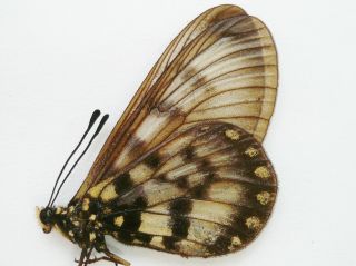 Acraea Andromache Ssp.  Female From Batuatas Isl.
