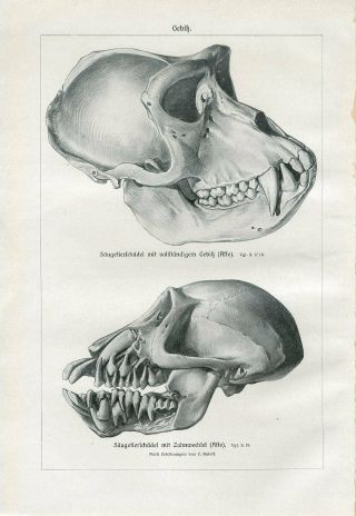 C1900 A.  Brehm Skull Monkey Antique Litho Print