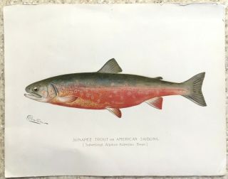 Very Rare S.  Denton 1902 Nys Fish Print - Sunapee Trout Or American Saibling.