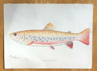 Very Rare Vintage S.  Denton 1902 Nys Fish Print - Albino Brook Trout