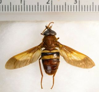 Diptera Sp Big Species From Brazil A1
