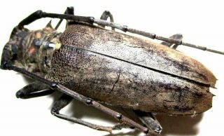 F001 Pa : Cerambycidae: Batocera Species? 45.  5mm