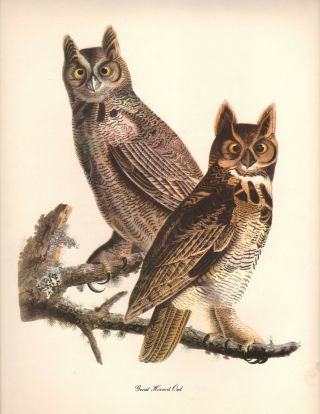Great Horned Owl Art Print By John James Audubon