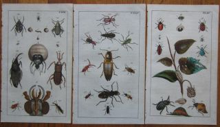 Wilhelm: 3 Handcolored Prints Beetle Bug - 1813