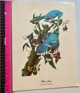 Vintage Fine Art Work Print Of Blue Jay (cyanocitta Crisata) Bird Watchers