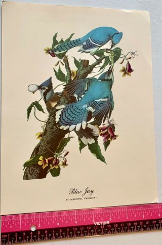 Vintage Fine Art Work Print of Blue Jay (Cyanocitta Crisata) Bird Watchers 2