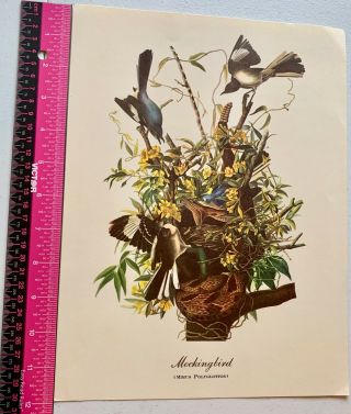 Vintage Fine Art Work Print Of Mockingbird (minus Polyglottos) Bird Watchers
