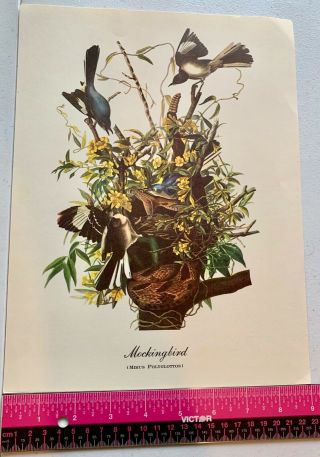 Vintage Fine Art Work Print of Mockingbird (Minus Polyglottos) Bird Watchers 2