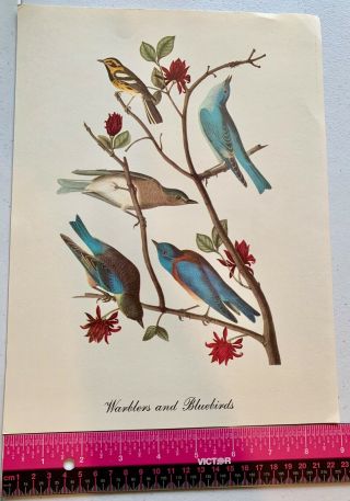 Vintage Fine Art Work Print Of Warblers And Bluebirds Bird Watchers