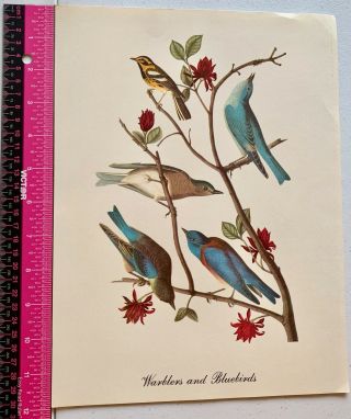Vintage Fine Art Work Print of Warblers and Bluebirds Bird Watchers 2