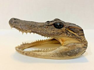 Unique Young Gator Real American Alligator Head Taxidermy Reptile Glass Eyes 5