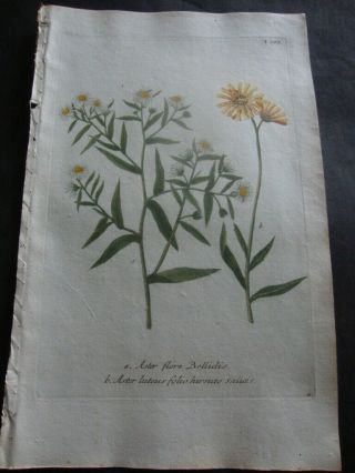 Weinmann Mezzotint Botanical Folio Print 1740: Aster Flore Bellidis 188