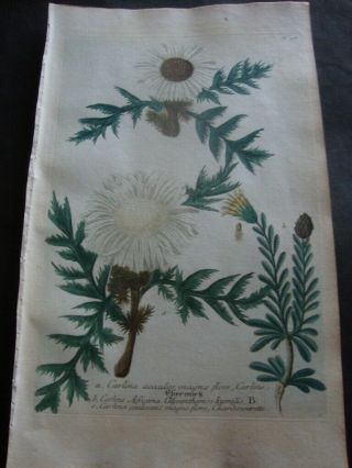 Weinmann Mezzotint Botanical Folio Print 1740: Carlina Acaulos Magna Flore.  318