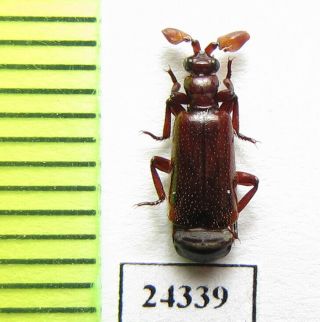 Carabidae,  Paussinae Sp. ,  Zambia